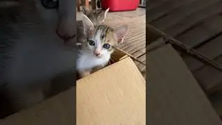 #cat #cats #cute #catvideos #catshorts #catai #ai #funny #love #pets #lovely #shorts #shortvideo