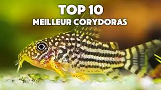 10 Meilleurs Corydoras pour ton Aquarium
