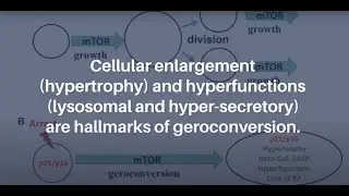 Cellular Senescence: When Growth Stimulation Meets Cell Cycle Arrest | Aging-US