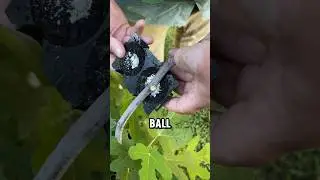 Размножение инжира воздушными отводками