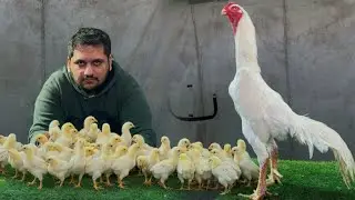 Оригинальные цыплята породы Белый Королевский Шамо 🐣, инкубационные яйца, птицеводство Aseel Murg...