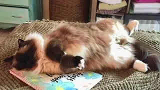 Why Cats Scratch- Natural Feline Scratching Behavior