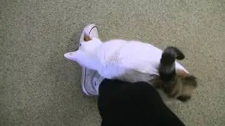 Katthollt