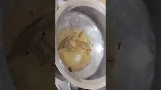 Ammi ke hath ki chicken biryani 😋🤤#cookingcity #cooking #recipe #dinnerrecipe #chickenbiryanirecipe 