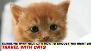 Traveling with Your Cat: How to Choose the Right Cat Carrier