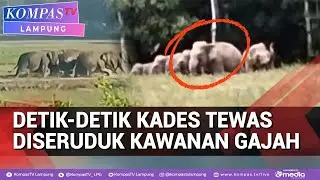 Kades di Lampung Meninggal Dunia Usai Diserang Kawanan Gajah