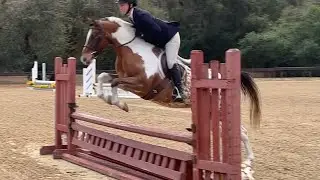 SOLD! &ldquo;Sophie&rdquo; Half Welsh Large Pony Mare - Hack & Course 1/1/25