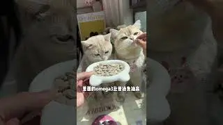 If your cat has hair all over the house and doesn&rsquo;t like to take fish oil capsules, you must give