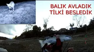 ALABALIK AVI.AT &Ccedil;EK PERCH AVI.BALIK AVI(2020)/MERAYA GELEN TİLKİYİ BESLEDİK.