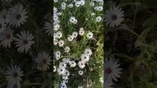 African Daisies🌸