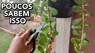 Poucos CONHECEM esse TRUQUE com o Senecio Jacobsenii - Voc&ecirc; vai adorar saber