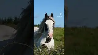 #nature #animals #ireland #horses