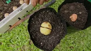 Méthode de plantation des avocats par grain