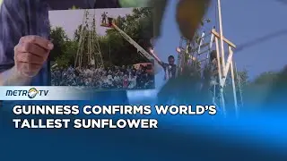 Tallest Sunflower in the World Grown by Ukrainian Immigrant in Indiana