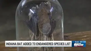 Indiana bat added to endangered species list