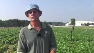 Soybean Planting Dates by Maturity Group