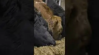 Holstein Xtra Milk 8000 | दूध उत्पादन बढ़ाने का भरोसेमंद