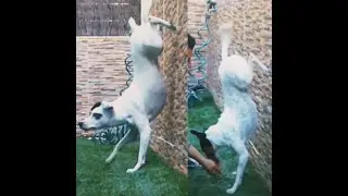 COMO ENSEÑAR A TU PERRO A HACER EL PINO
