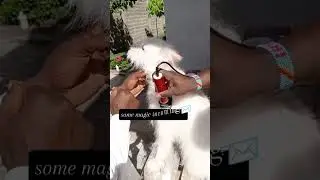 aggressive Japanese spitz dogs get an amazing transformation