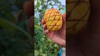 Spicy Raw Mango Masala | 😋 #shorts #food #masala #mango