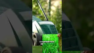 C&eacute;sped Agrostis Stolonifera  Ventajas y Mantenimiento