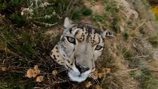 BERTEMU MACAN TUTUL
