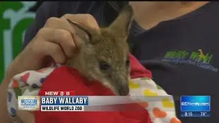 Wildlife World Zoo: baby wallaby