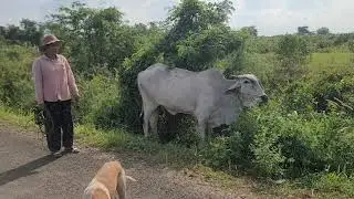 Raising cows can help the family economy in part.