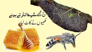 bahut barra shehd utara aj||مکھیوں نے کاٹ لیا|| CHEEMA HUNTER