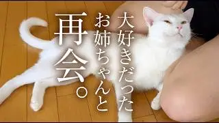 猫は大好きだったお姉ちゃんを覚えているのか？