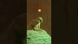 Yes sir ..Present sir #funny #funnyvideo