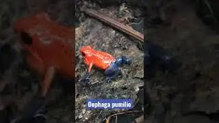 Strawberry poison dart frog (Oophaga pumilio) call
