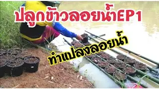 ปลูกข้าวลอยน้ำEP1 #ทำแปลงข้าวลอยน้ำ #ปลูกข้าวลอยน้ำ #ปลูกข้าวในสระน้ำ