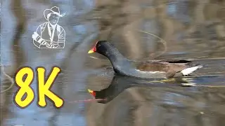 Moorhen, lake, evening sun. Камышница, озеро, вечернее солнце.Teichhuhn, See, Abendsonne.8К video.