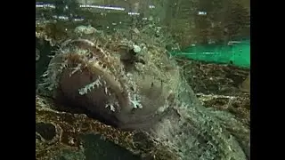 ケムシカジカ　Sculpin,Shaggy sea raven　Hemitripterus villosus