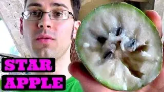 Star Apple Review (white, purple or chilled comparison) - Weird Fruit Explorer Ep. 86