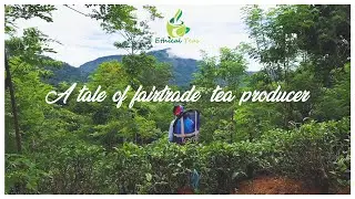 Ethical Teas Pvt Ltd (A tale of fairtrade  tea producer)