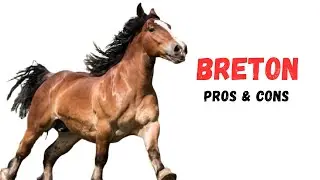 Breton Horse Pros and Cons -  Breton Horse Advantages and Disadvantages