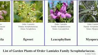 Garden Plants of Order Lamiales Family Scrophulariaceae