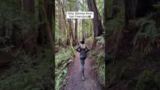 Muir Woods: Giant Old-Growth Redwoods Near San Francisco