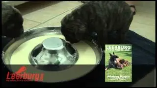 Leerburg's Stainless Steel Litter Feeding Saucer for Puppies