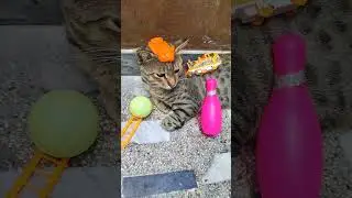 #subscribe #new #prank #funny #japan #animals #happy #shorts #love #baby