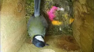 Great Tit nest UK LIVE