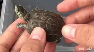养龟：如何分辨蜕皮和腐皮？看完就会！
