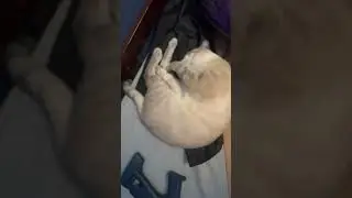 Roast my cat in a rhyme😆