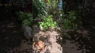 Slow life in Brooklyn #chickens #eggshorts #farming #shortsvideo #brooklyn #shorts #newyorkcity #nyc