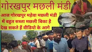 Today you can see very cheap fish rates ahead of the video, Gorakhpur Fish Market Wholesale Rate#vlog #viral #trending🙏