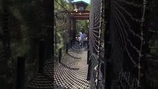 Blake running across a bridge at the Redwood Challenge trail in California Adventure