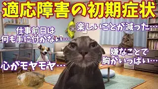 【猫ミーム】アペティグマが経験した適応障害の初期症状 #猫ミーム #猫マニ