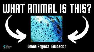 WHAT ANIMAL IS THIS? - INTERDISCIPLINARY PHYSED - ONLINE PHYSICAL EDUCATION CLASS - PROF RAMON LIMA